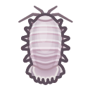 Giant Isopod