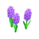 Purple-hyacinth plant