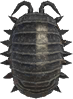 Artwork of Pill Bug