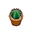 Round Mini Cactus