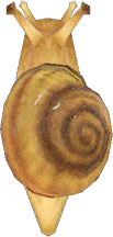 Artwork of Snail