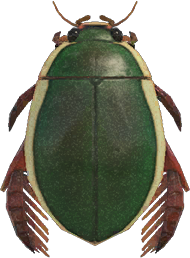 Diving Beetle NH.png
