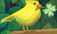 Yellow Bird CF.jpg