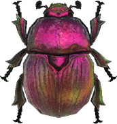 Earth-Boring Dung Beetle NH.png