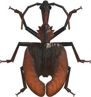 Artwork of Violin Beetle