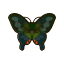 Peacock Butterfly NBA Badge.png