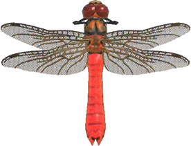 Artwork of Red Dragonfly