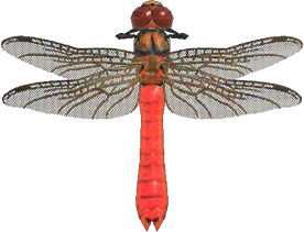 Red dragonfly - Animal Crossing Wiki - Nookipedia