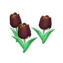 Black-tulip plant