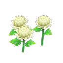White-mum plant