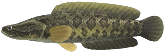 Artwork of giant snakehead