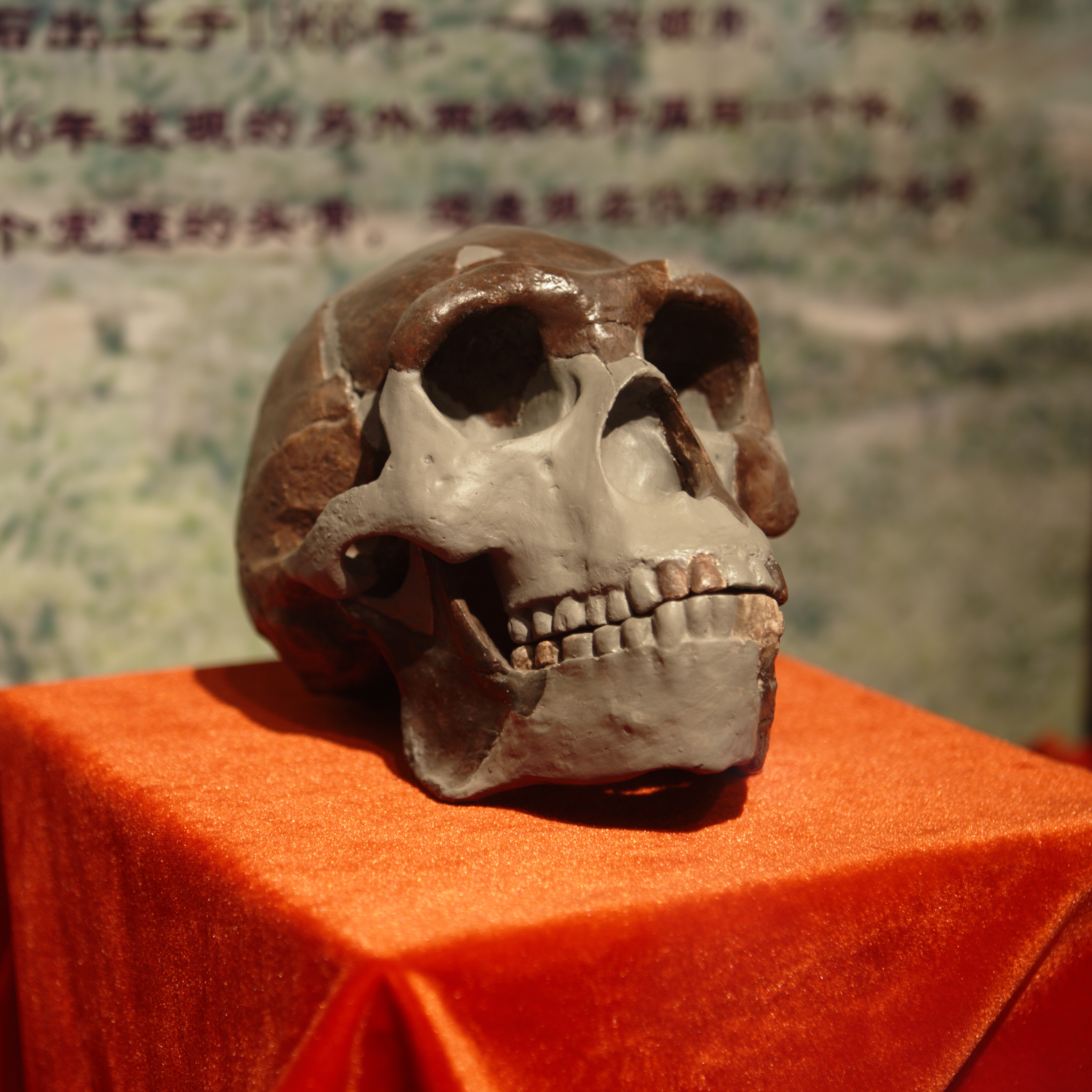 A replica of a Peking Man skull on a pedestal. The brow ridge is quite bold and the profile is elongated.
