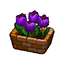 Purple Tulips HHD Icon.png
