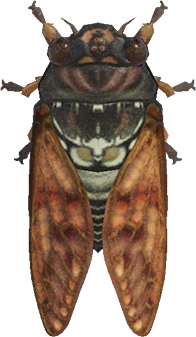 Artwork of Brown Cicada