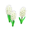 White-hyacinth plant