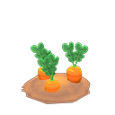 Ripe carrot plant