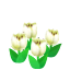 White Tulips NBA Badge.png
