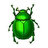 Artwork of Fruit Beetle