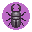 Flat Stag Beetle