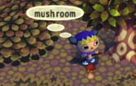 Mushroom - Animal Crossing Wiki - Nookipedia