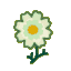 White Cosmos CF Icon.png
