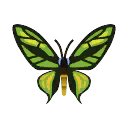 Artwork of Cairns Birdwing