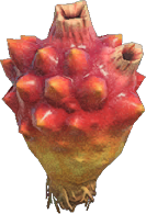 Sea Pineapple Animal Crossing Wiki Nookipedia