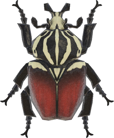 Artwork of Goliath beetle