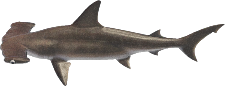 Artwork of Hammerhead Shark