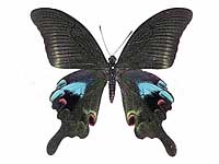 Peacock butterfly - Animal Crossing Wiki - Nookipedia