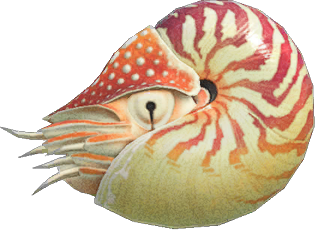 Artwork of chambered nautilus