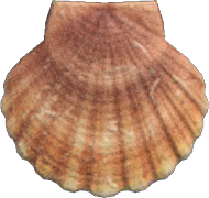 Scallop NH.png