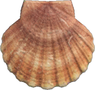 Artwork of Scallop