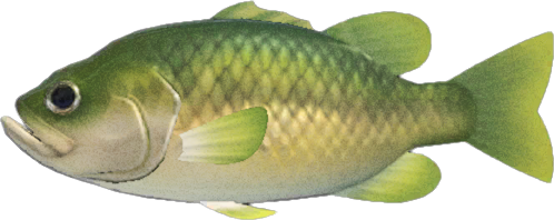 Bass, Feed and Grow Fish Wikia