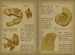 Nature (Fossil) Book Interior NH Texture.png