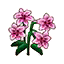Pink Lilies (Outside) HHD Icon.png