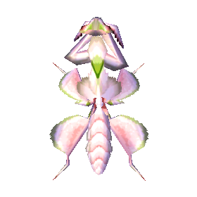 Orchid Mantis NL Model.png
