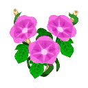 Pink Morning Glory PC Icon.png