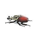 Grand Goliath Beetle Model NH Icon.png