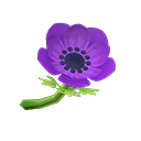 Purple windflowers
