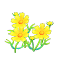 Yellow-cosmos plant