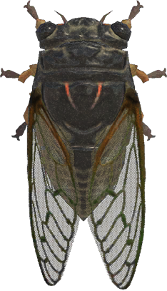 Artwork of Giant Cicada