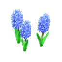 Blue-hyacinth plant