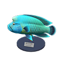 Napoleonfish Model NH Icon.png