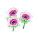 Pink-windflower plant