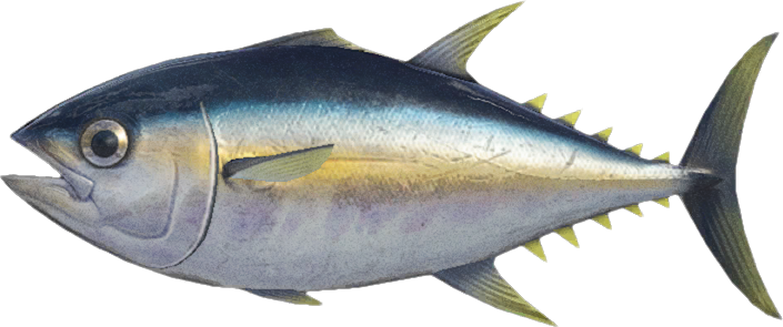 Artwork of Tuna