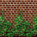 Texture of ivy wall