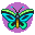 Alexandra's Swallowtail Butterfly