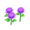 Purple-mum plant
