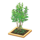 evergreen ash